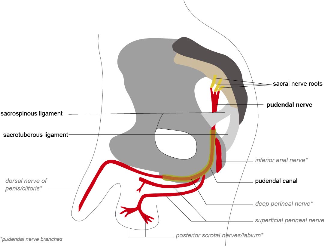 pudendal canal anatomy